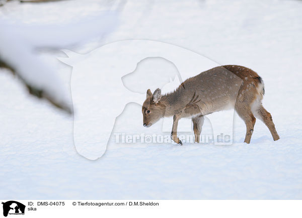 sika / DMS-04075
