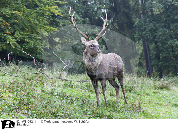 Sika deer / WS-04211