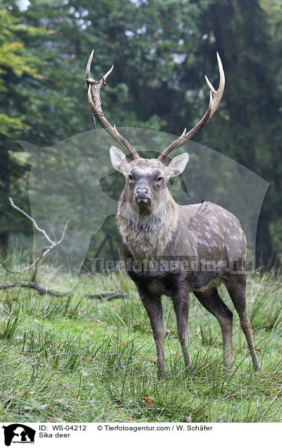 Sika deer / WS-04212