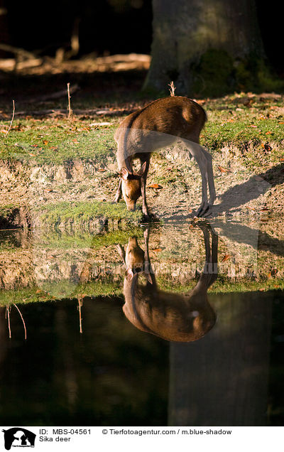 Sika deer / MBS-04561