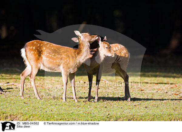 Sika deer / MBS-04562