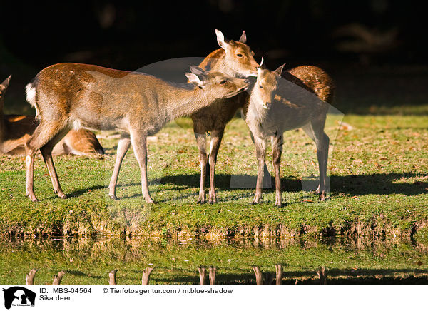Sika deer / MBS-04564