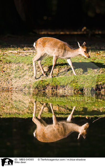 Sika deer / MBS-04565