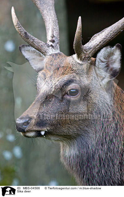 Sika deer / MBS-04566
