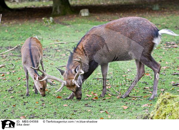 Sika deer / MBS-04568