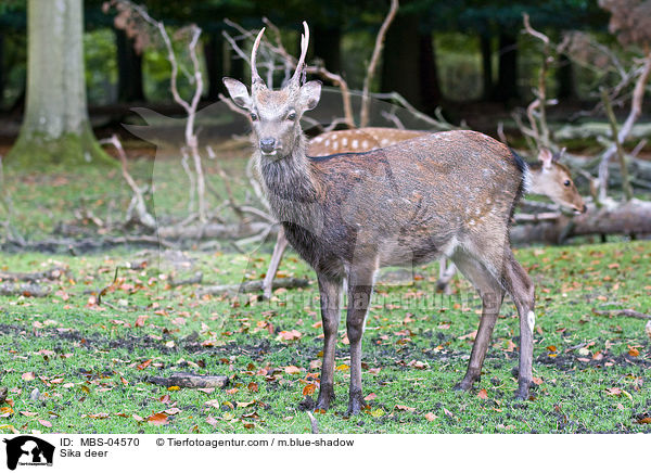 Sika deer / MBS-04570