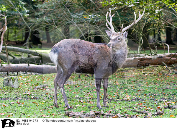 Sika deer / MBS-04573