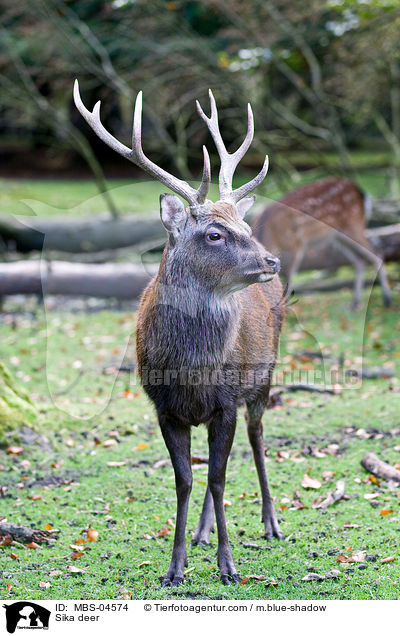 Sika deer / MBS-04574