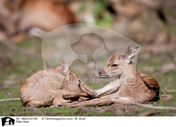 Sikawild / Sika deer / MAZ-03748