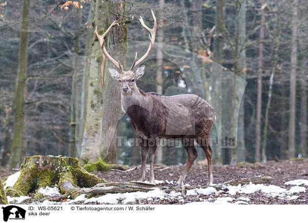 sika deer / WS-05621