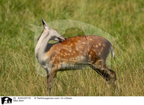 Sikawild / Sika deer / AVD-03719