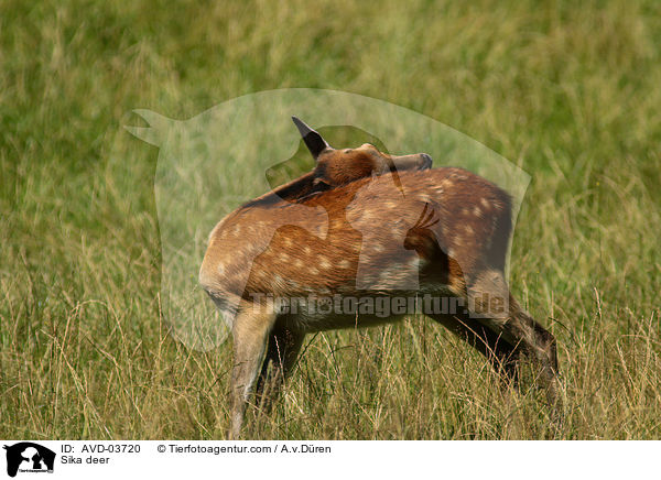 Sikawild / Sika deer / AVD-03720