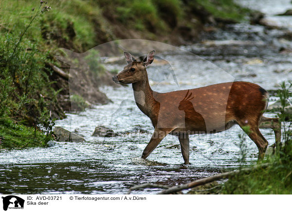 Sikawild / Sika deer / AVD-03721