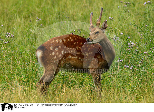Sikawild / Sika deer / AVD-03728