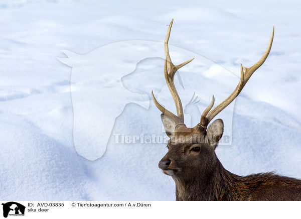 Sikawild / sika deer / AVD-03835