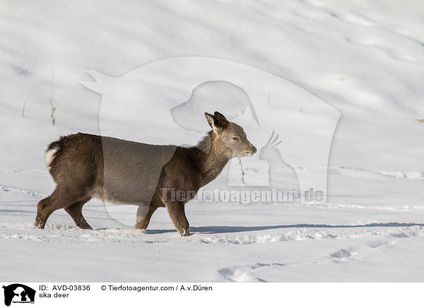 Sikawild / sika deer / AVD-03836