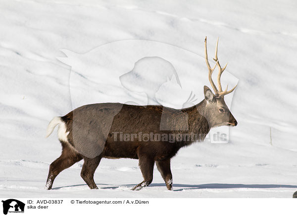 Sikawild / sika deer / AVD-03837