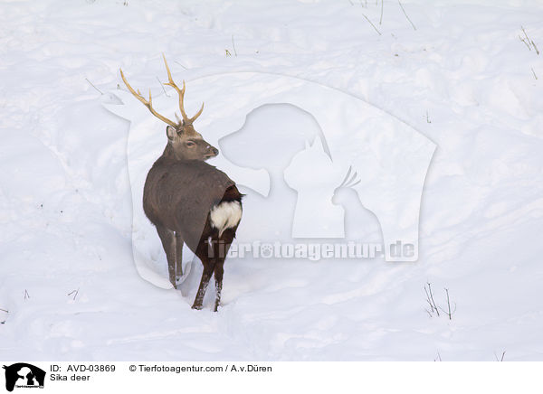 Sikawild / Sika deer / AVD-03869
