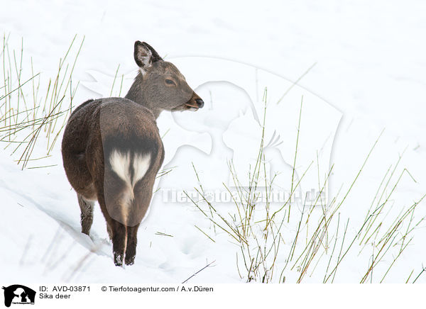 Sikawild / Sika deer / AVD-03871