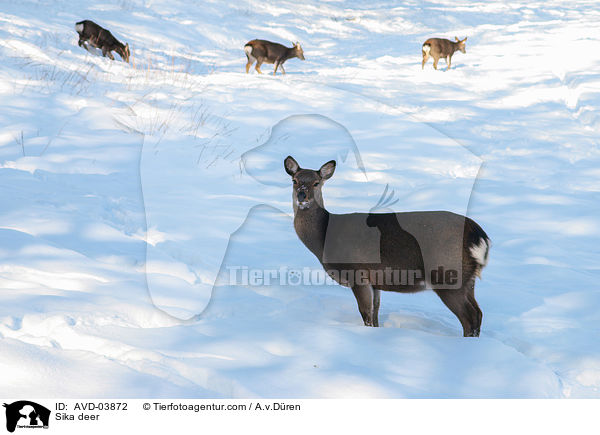 Sikawild / Sika deer / AVD-03872