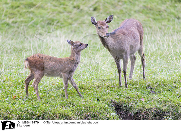 Sikawild / Sika deer / MBS-13479