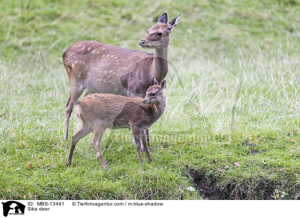 Sikawild / Sika deer / MBS-13481