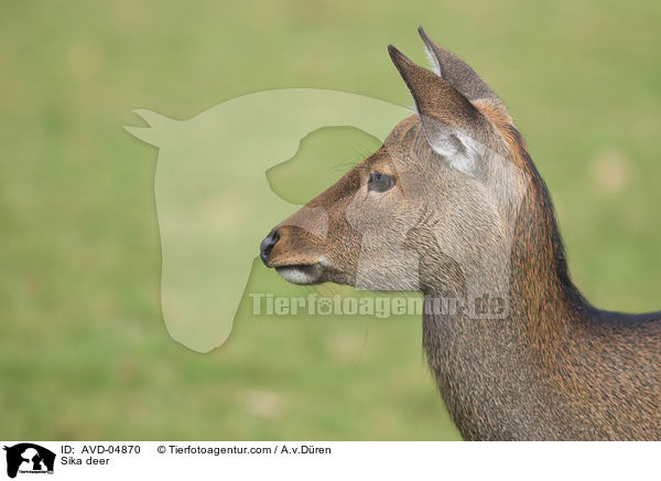 Sikawild / Sika deer / AVD-04870