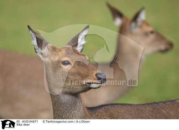 Sikawild / Sika deer / AVD-04871