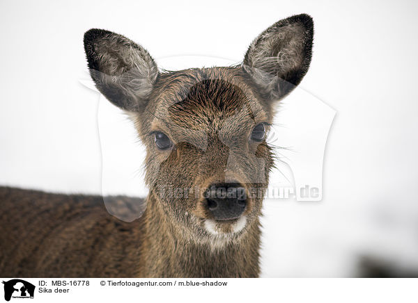 Sikahirsch / Sika deer / MBS-16778