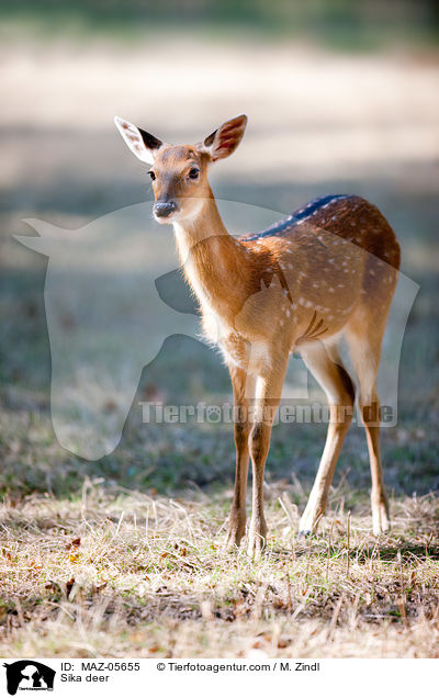 Sikawild / Sika deer / MAZ-05655
