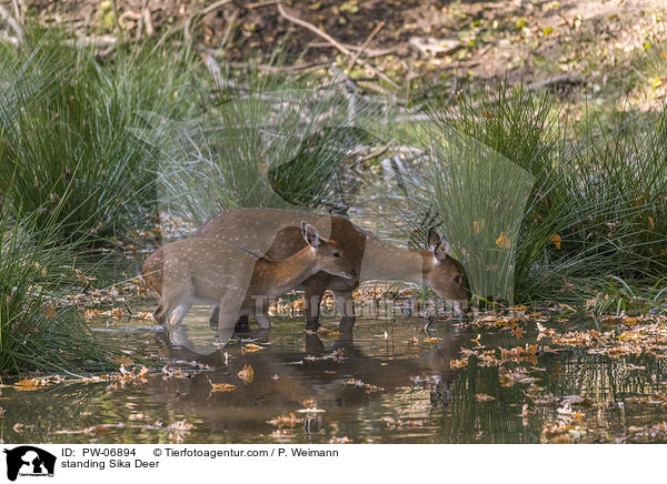 stehendes Sikawild / standing Sika Deer / PW-06894