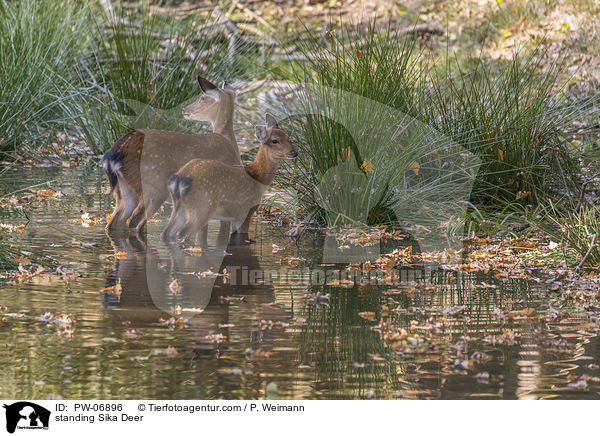 stehendes Sikawild / standing Sika Deer / PW-06896