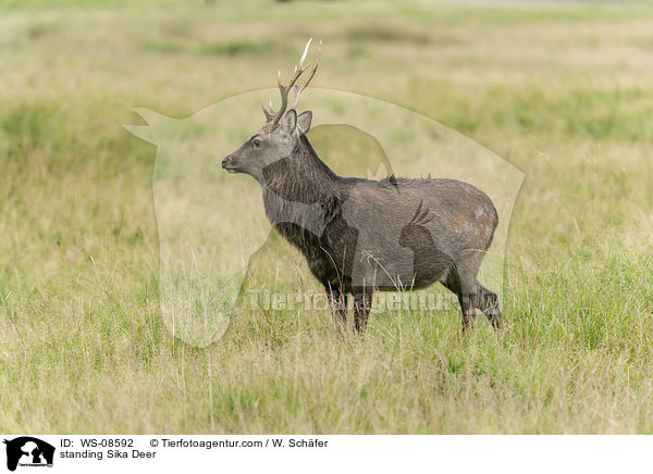 stehendes Sikawild / standing Sika Deer / WS-08592
