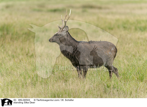 stehendes Sikawild / standing Sika Deer / WS-08593