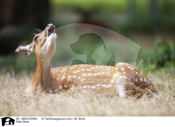 Sikawild / Sika Deer / MAZ-05960
