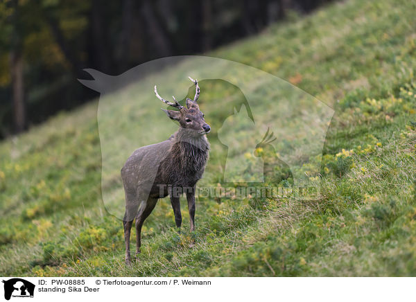 stehendes Sikawild / standing Sika Deer / PW-08885