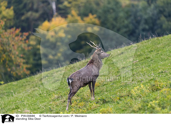 stehendes Sikawild / standing Sika Deer / PW-08886
