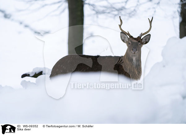 Sikawild / Sika deer / WS-09352
