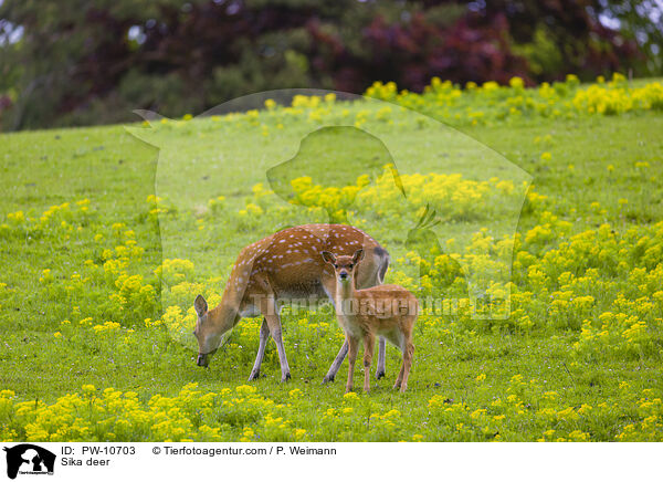 Sika / Sika deer / PW-10703