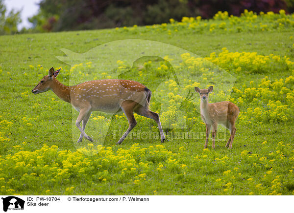 Sika / Sika deer / PW-10704