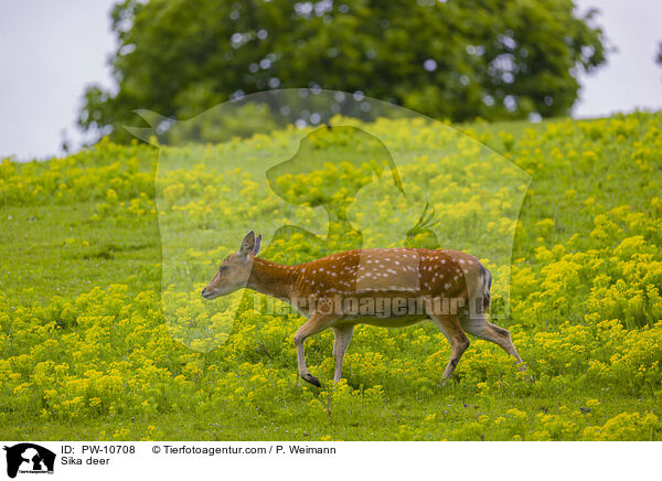 Sika / Sika deer / PW-10708