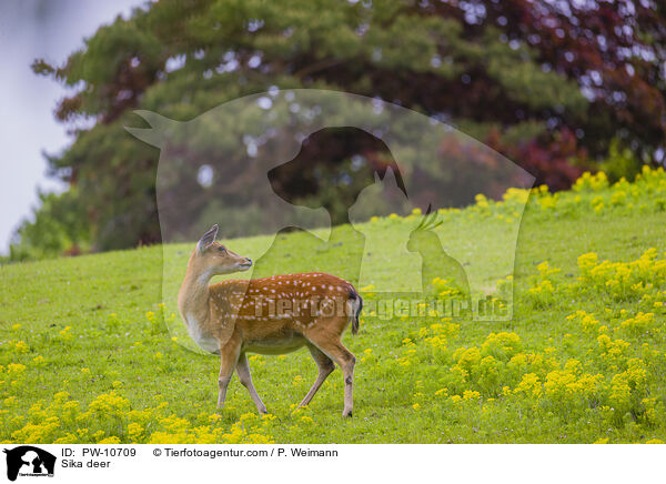 Sika / Sika deer / PW-10709