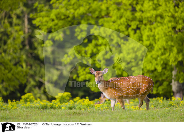 Sika / Sika deer / PW-10723