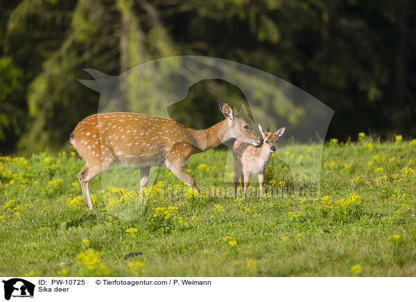 Sika / Sika deer / PW-10725