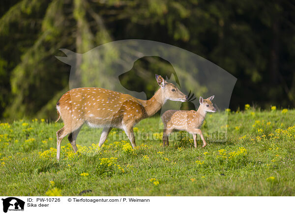 Sika / Sika deer / PW-10726