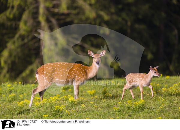 Sika / Sika deer / PW-10727