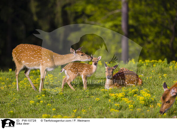 Sika / Sika deer / PW-10728