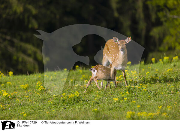 Sika / Sika deer / PW-10729
