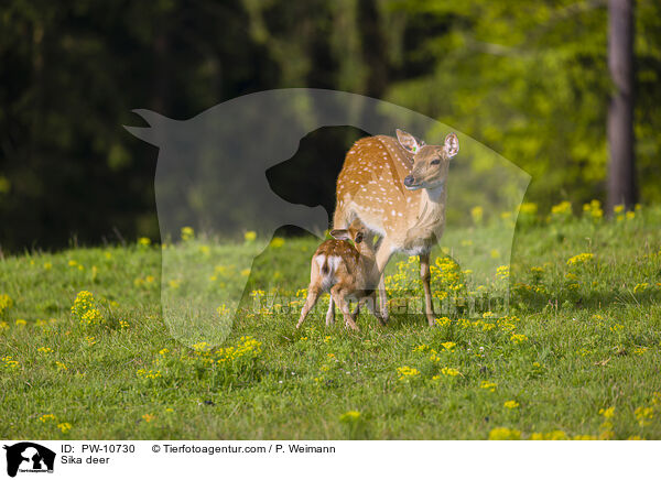Sika / Sika deer / PW-10730