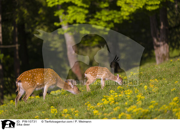 Sika / Sika deer / PW-10731